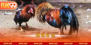 Đá Gà 67 C2 - Mẹo, Chiến Thuật Và Cách Thắng Dễ Dàng