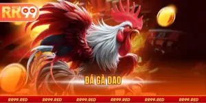 Đá Gà Dao RR99 - Trải Nghiệm Mới Lạ Và Cảm Giác Hồi Hộp